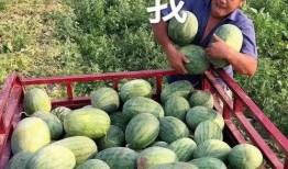 瓜圈吃瓜娱乐圈,揭秘娱乐圈的吃瓜盛宴